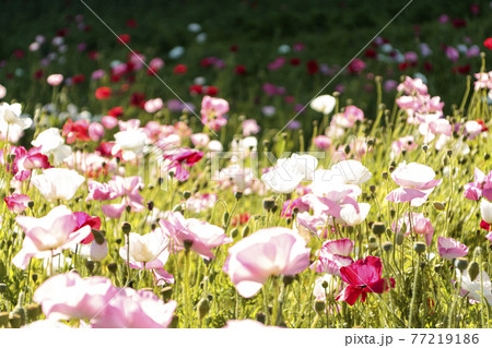 湘南三浦半島の花の名所景勝地神奈川県横須賀市久里浜の花の国のポピー 77219186