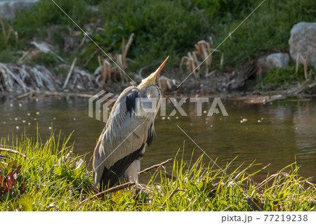 アオサギ 水鳥 鳥 77219238