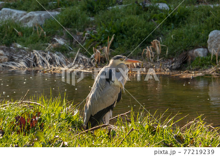 アオサギ 水鳥 鳥 77219239