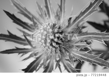 エリンジウム マツカサアザミ ワイルドフラワー 白背景 白バック 白黒 モノクロの写真素材