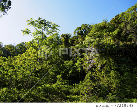 新緑眩しい湘南三浦半島の神奈川県三浦市首都圏の秘境の小網代の森の春 新緑眩しい湘南三浦半島の神奈川県三浦市首都圏の秘境の小網代の森の春 77219548