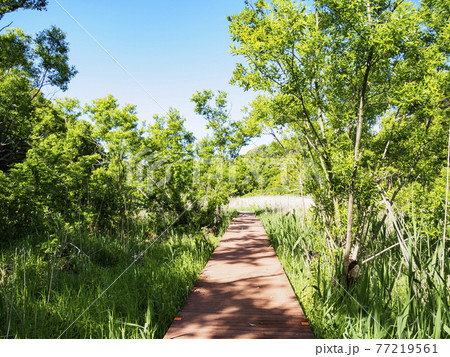 新緑眩しい湘南三浦半島の神奈川県三浦市首都圏の秘境の小網代の森の春 新緑眩しい湘南三浦半島の神奈川県三浦市首都圏の秘境の小網代の森の春 77219561