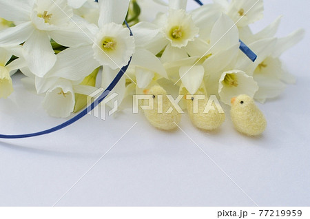 クリーム色のしずく水仙の花とフェルトのひよこ クリーム色のしずく水仙の花とフェルトのひよこ 77219959