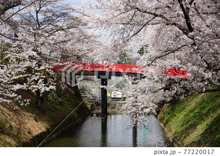 桜の名所 弘前公園 下乗橋 桜の名所 弘前公園 下乗橋 77220017