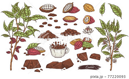 Set of cacao sketches - chocolate, beans, plant branches and cup cocoa drink. 77220093