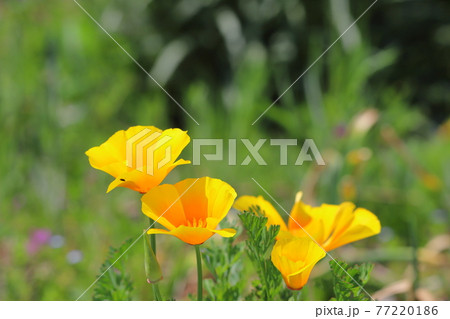 春の野原に咲くカリフォルニアポピーおオレンジ色の花の写真素材