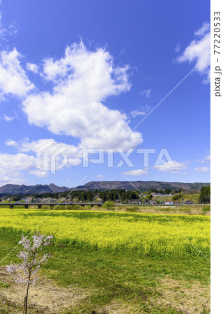 菜の花畑 宮城県川渡温泉にて 菜の花畑 宮城県川渡温泉にて 77220533