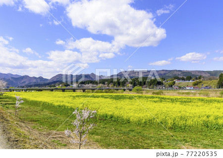 菜の花畑　宮城県川渡温泉にて 77220535