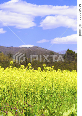 菜の花畑 宮城県川渡温泉にて 菜の花畑 宮城県川渡温泉にて 77220539