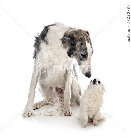 borzoi and chihuahua borzoi and chihuahua 77220787