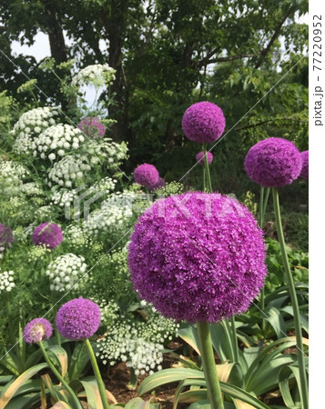 春の京都府立植物園 紫のボールのようなアリウム ギガンテウムとホワイトレースフラワーの写真素材