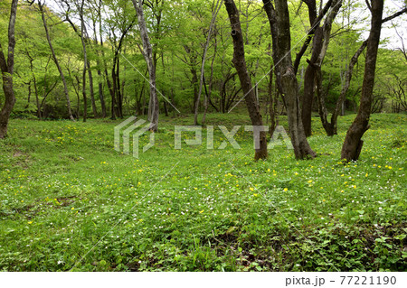 ヤマブキソウ天狗山の花畑 ヤマブキソウ天狗山の花畑 77221190