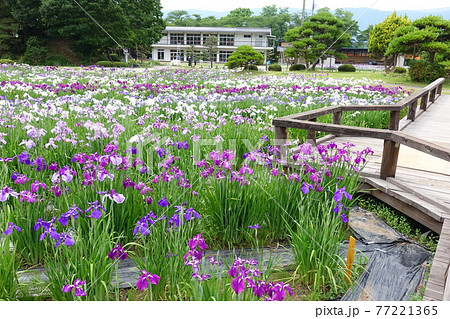 アヤメ　あやめ　長井あやめ公園 77221365