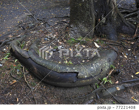 巾着楠　伊雑宮 77221408