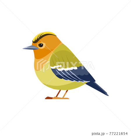 Kinglet bird. Golden-crowned kinglet is a very small songbird in the family Regulidae. Cartoon flat character of ornithology, vector illustration isolated on white background 77221654