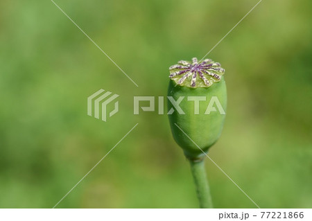 ナガミヒナゲシの芥子坊主 ナガミヒナゲシの芥子坊主 77221866