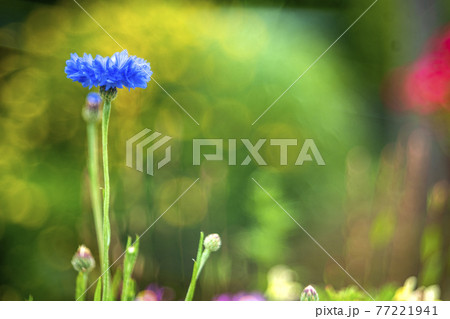春の散歩道に咲く花々 77221941