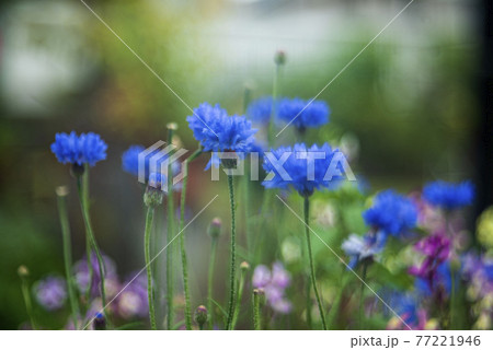 春の散歩道に咲く花々 77221946