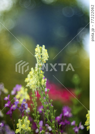 春の散歩道に咲く花々 77222062