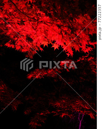 燃えるような紅葉 燃えるような紅葉 77222357
