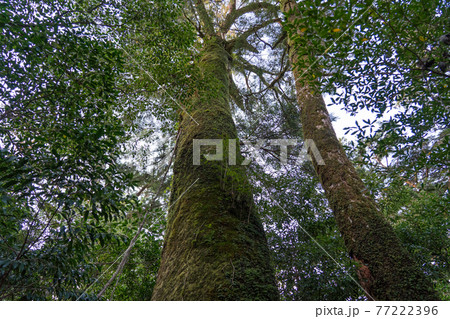 屋久島　ヤクスギランド 77222396