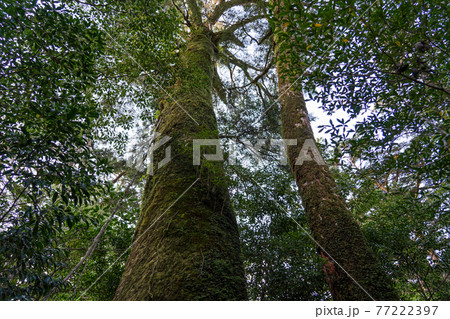 屋久島　ヤクスギランド 77222397