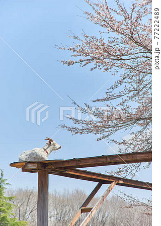4月栃木県りんどう湖ファミリー牧場ヤギと桜 4月栃木県りんどう湖ファミリー牧場ヤギと桜 77222489