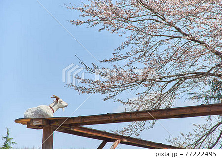 4月栃木県りんどう湖ファミリー牧場ヤギと桜 77222495
