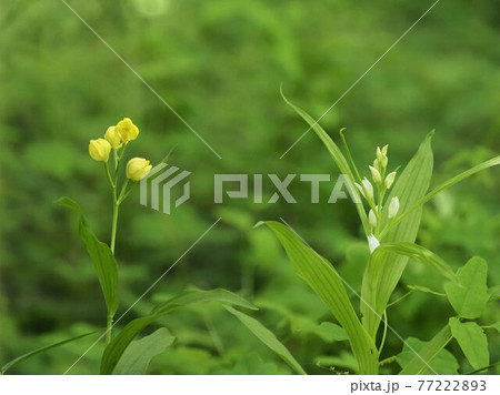 キンラン，ギンラン 77222893