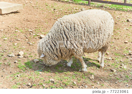 栃木県りんどう湖ファミリー牧場と羊 77223061