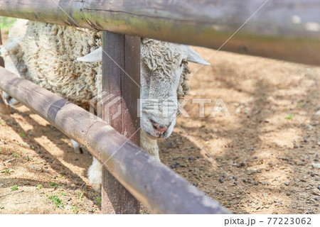 栃木県りんどう湖ファミリー牧場と羊 77223062