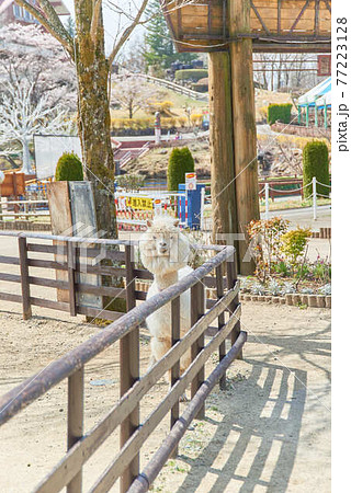 栃木県りんどう湖ファミリー牧場とアルパカ 栃木県りんどう湖ファミリー牧場とアルパカ 77223128