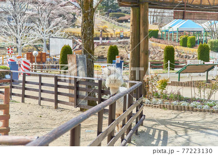 栃木県りんどう湖ファミリー牧場とアルパカ 77223130