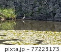 初夏にお城のお堀で佇む水鳥。日本の歴史と風情。コロナ禍の旅愁漂う観光地。 77223173