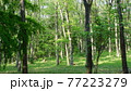 木々と木漏れ日 77223279