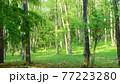 木々と木漏れ日 77223280