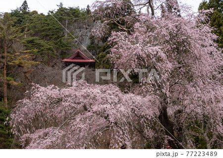 赤和観音のしだれ桜 77223489