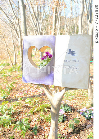 セレナーディア～青いシクラメン 77223880