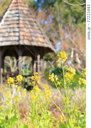 庭園の菜の花 77223883