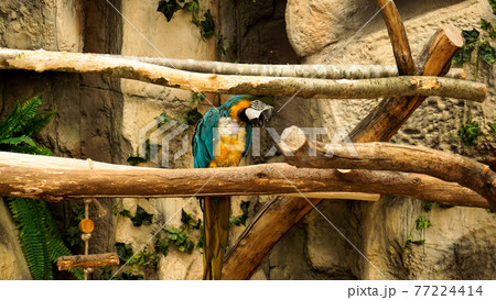 Parrot blue and yellow macaw on a tree branch. Jungle background. Parrot blue and yellow macaw on a tree branch. Jungle background. 77224414