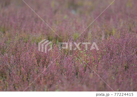 サンゴソウの写真素材