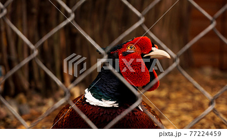 Hunting pheasant in a cage. Birds at the zoo or farm Hunting pheasant in a cage. Birds at the zoo or farm 77224459