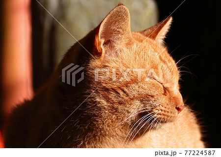 面白い動物の画像素材 ピクスタ