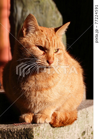 伏見稲荷大社の野良猫 伏見稲荷大社の野良猫 77224591