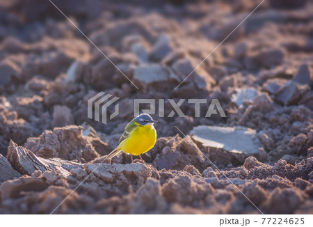 Yellow Wagtail bird, Motacilla flava in the field of rough ground Yellow Wagtail bird, Motacilla flava in the field of rough ground 77224625