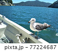 ボートの手すりにとまるカモメ 77224687