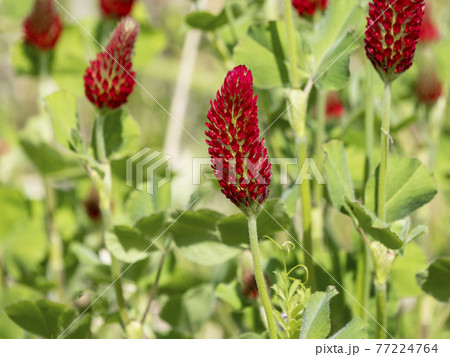 ベニバナツメクサの赤い花 77224764
