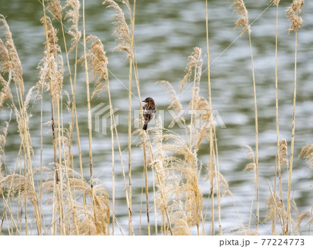 ノビタキ 77224773