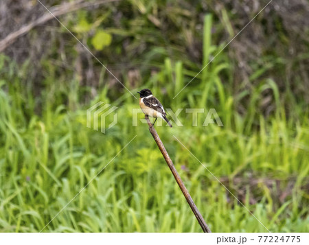 ノビタキ 77224775