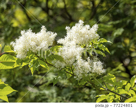 アオダモの花の写真素材